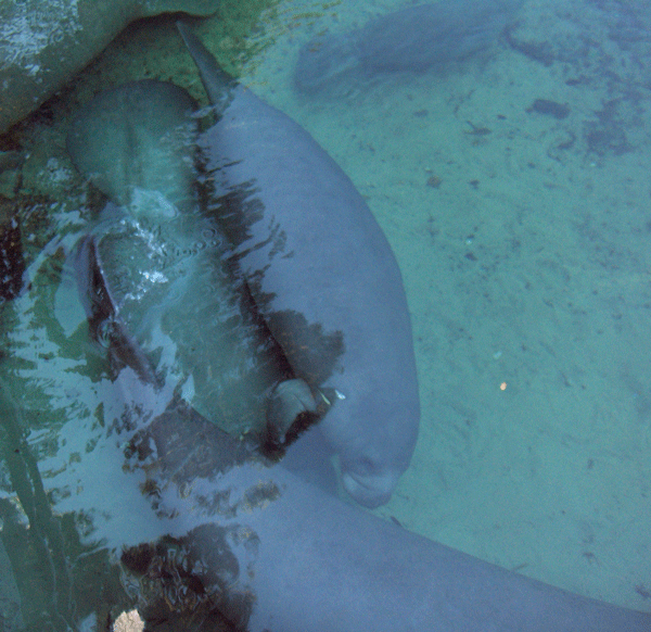 West Indian manatees wintering at Blue Spring December 2010