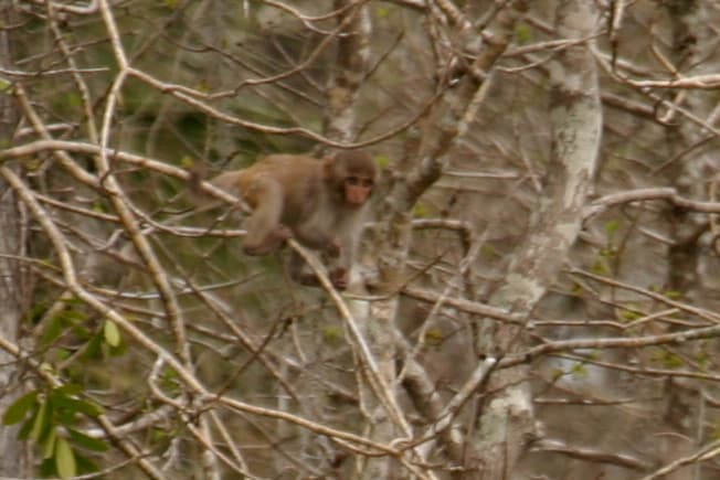 Rhesus macaque monkey at Silver Springs State Park