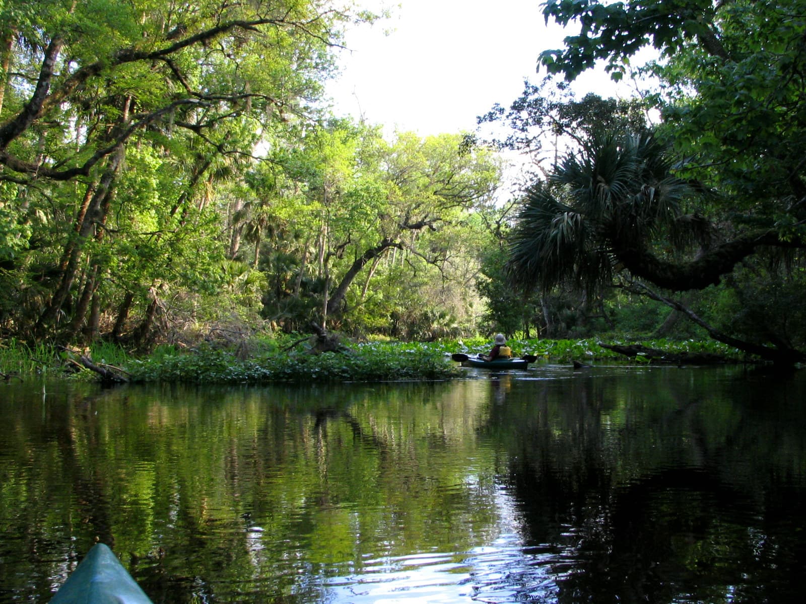 Wekiva River run flowing through subtropical forest from spring