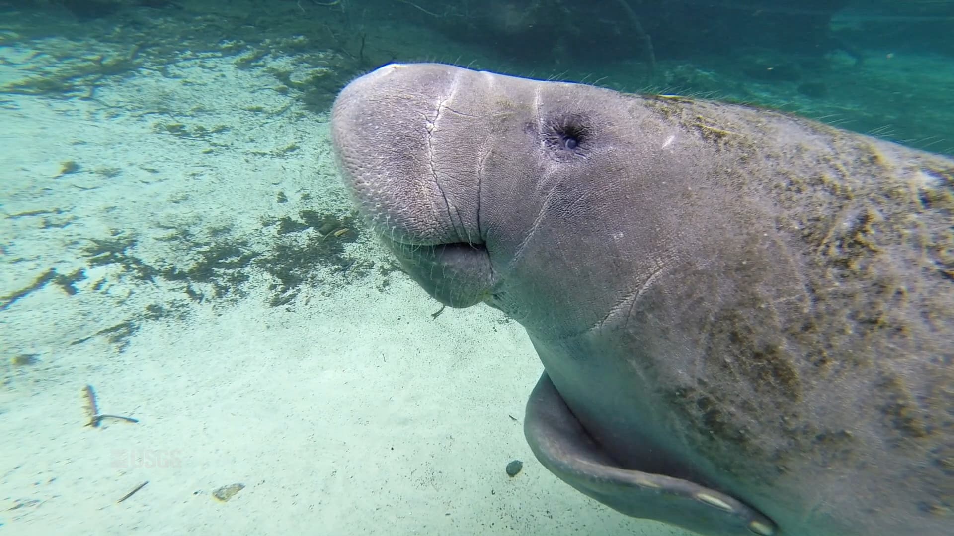 West Indian manatee close-up at Three Sisters Springs