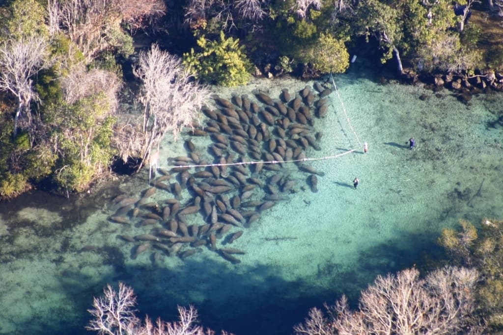 Group of manatees at Crystal River National Wildlife Refuge