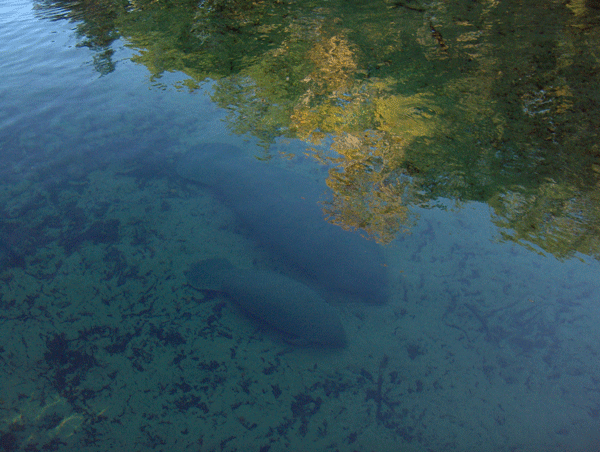West Indian manatees in the clear spring run at Blue Spring